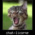 chat-licorne.jpg