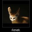 fenek.jpg