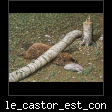 le_castor_est_con.jpg