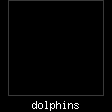 dolphins.jpg